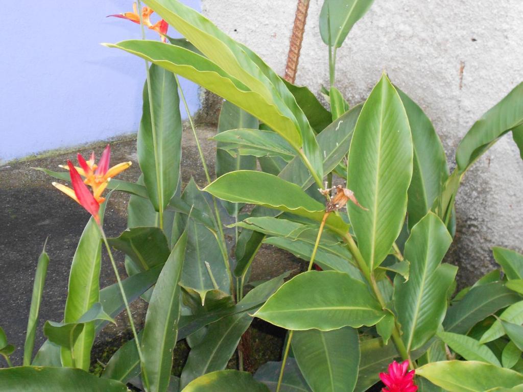 Namaste Hostel E Pousada Paraty パラチ エクステリア 写真